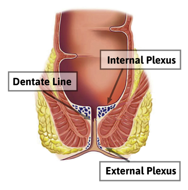 Hemorrhoidal Plexuses