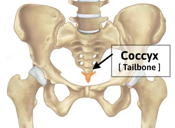 Coccyx