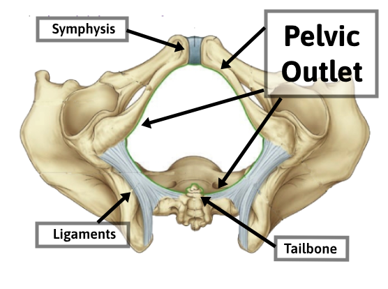 Pelvic Outlet