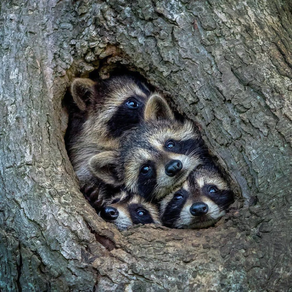 Racoons in Tree