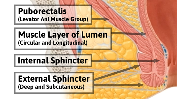 Muscles of the Spincter