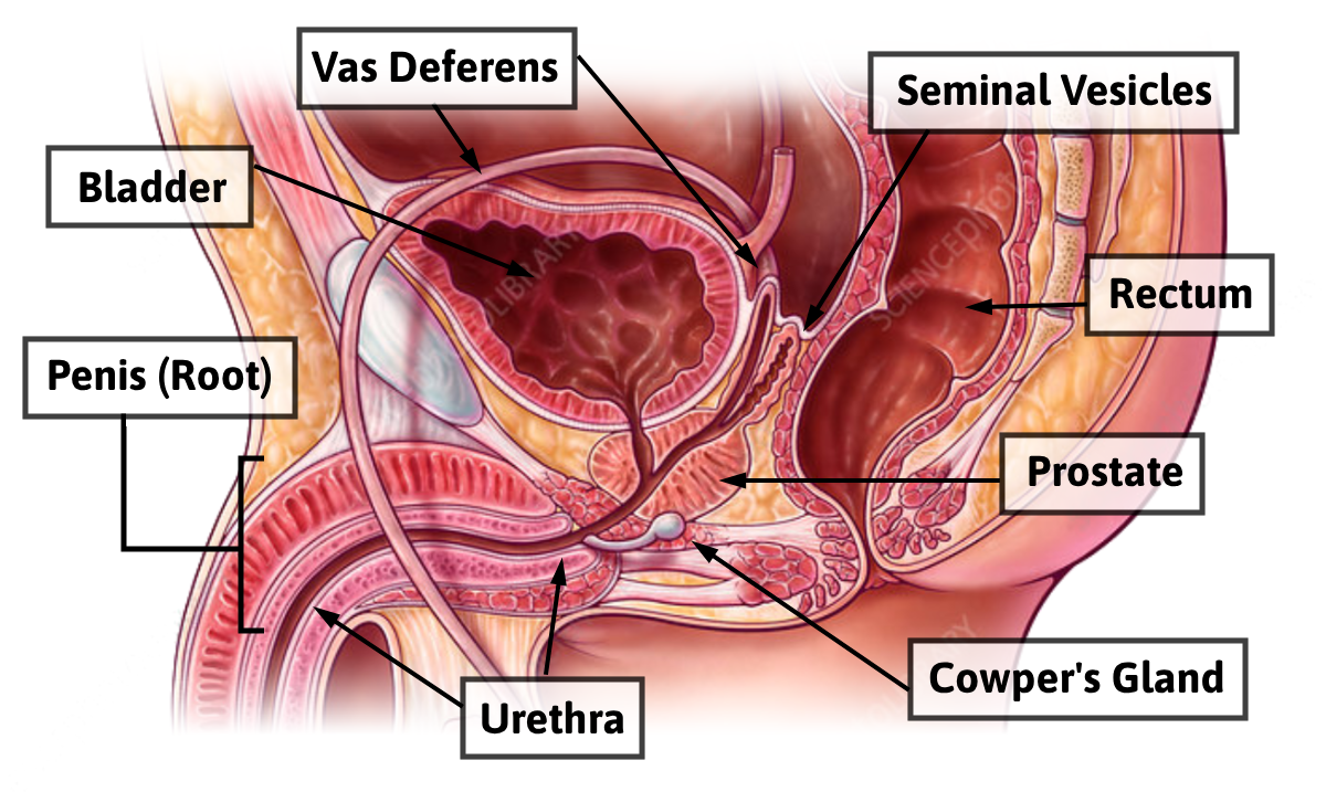 Organs Associated with Lower Fist Chute