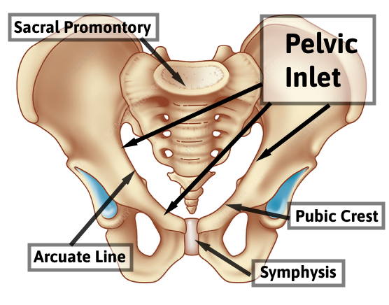 Pelvic Inlet
