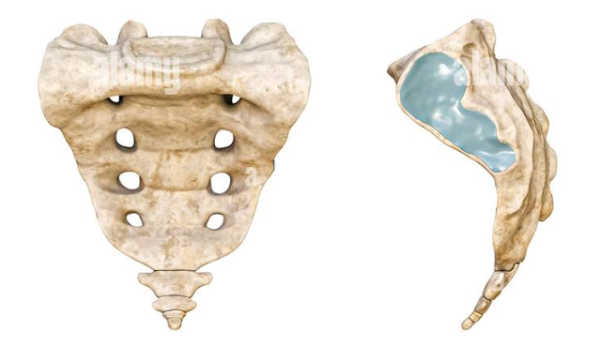 Sacrum