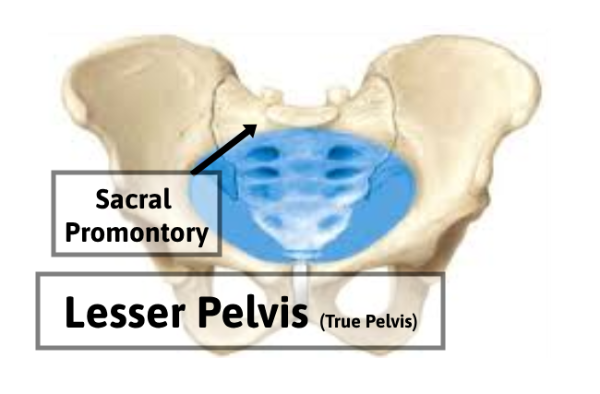 Lesser Pelvis