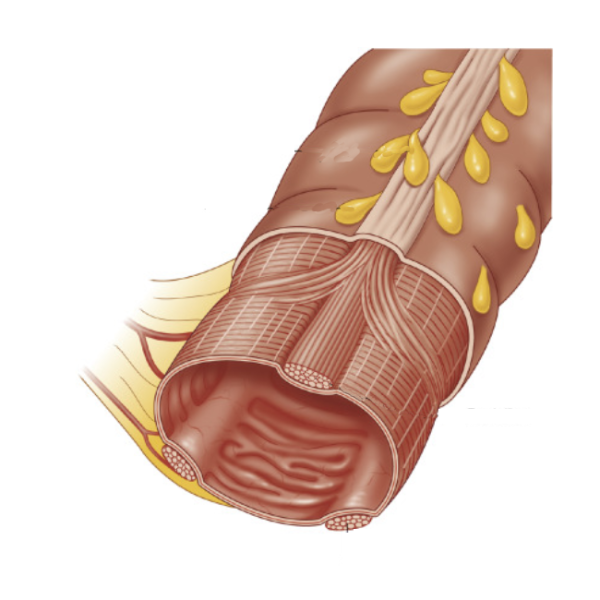 Exterior View of Taeniae Coli