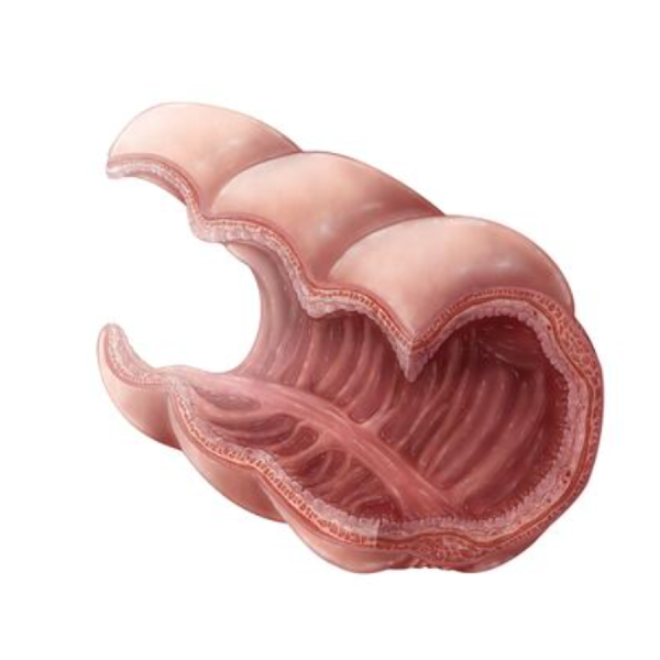 Interiror View of Taeniae Coli