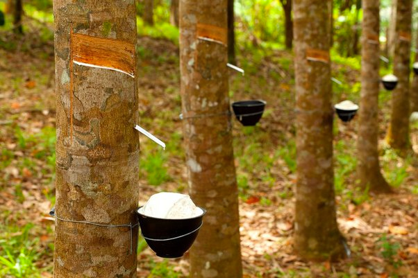 Rubber Plantation