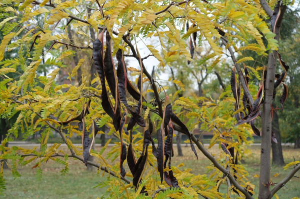 Locust Tree Seed Pods