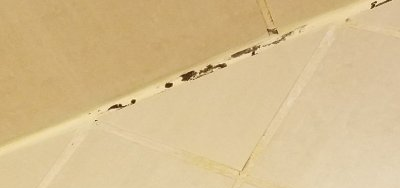 Shower Mold